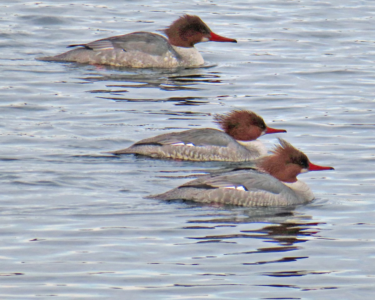 Common Merganser - Andrea Evans