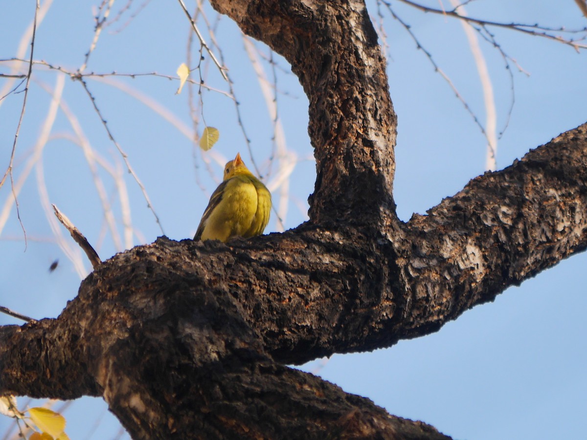 Western Tanager - ML614712390