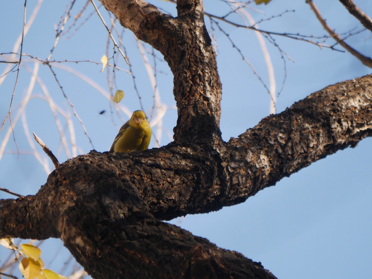 Western Tanager - Ed Gaillard