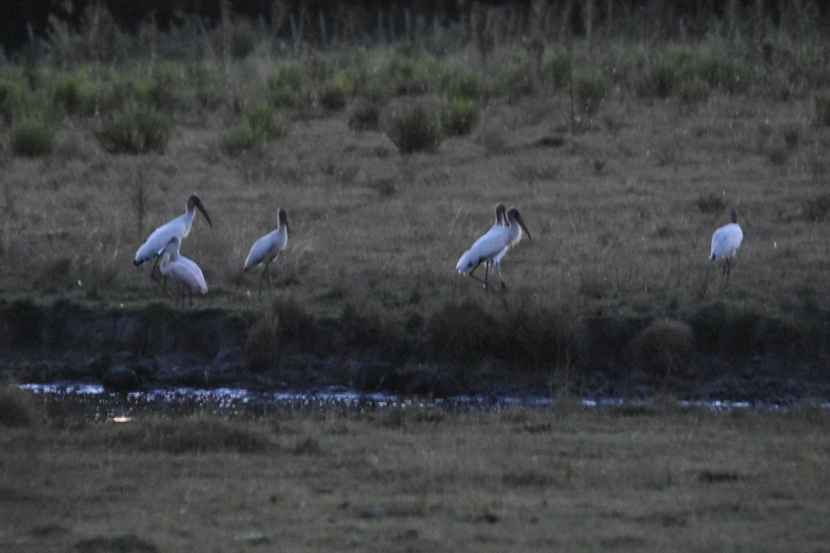 Wood Stork - ML614712396