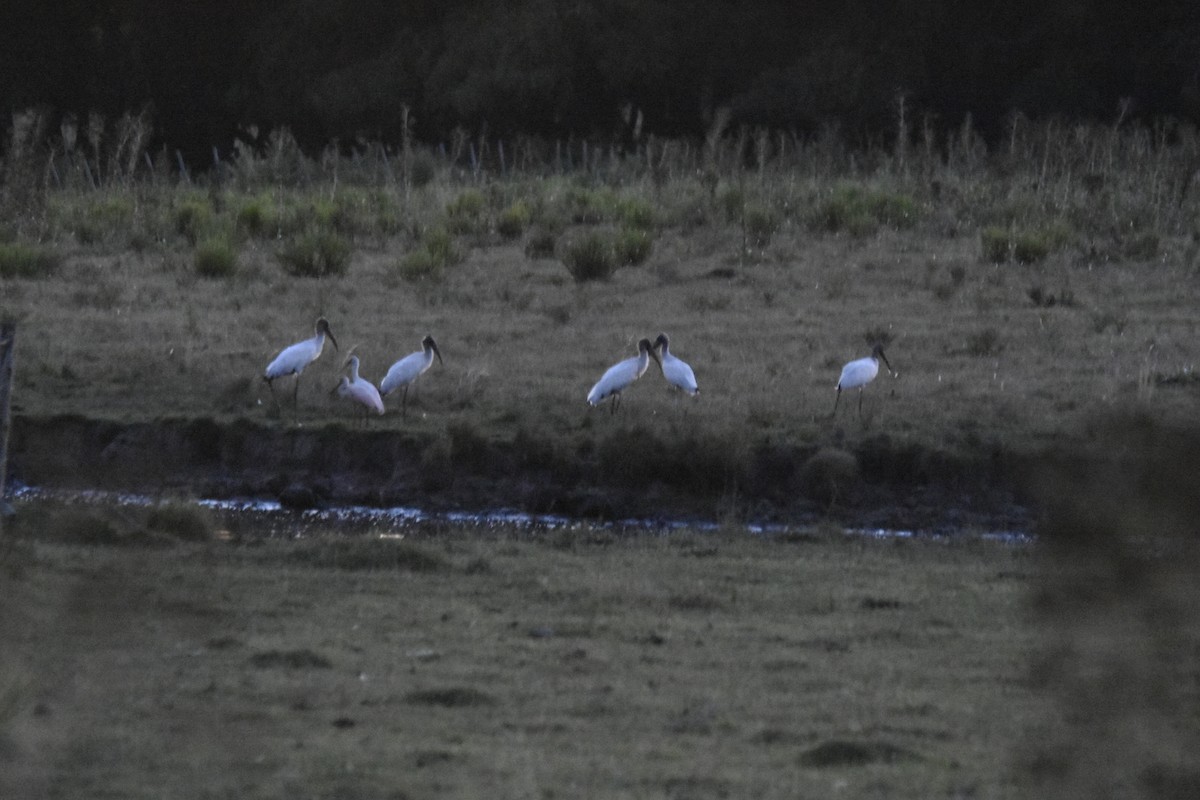 Wood Stork - ML614712400