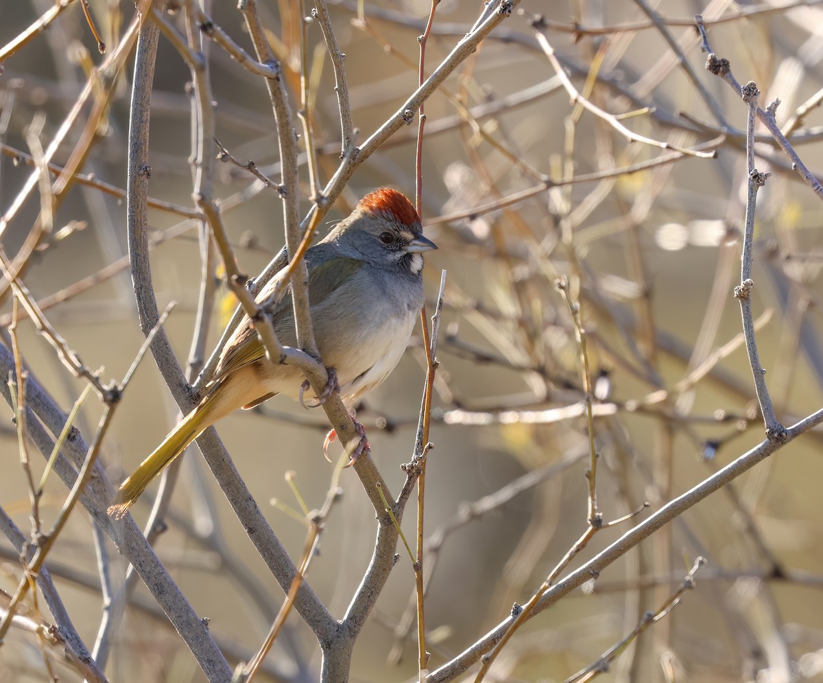 Green-tailed Towhee - ML614712404