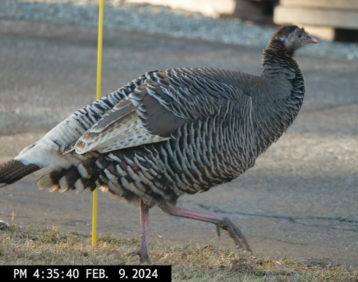 Wild Turkey - ML614712427