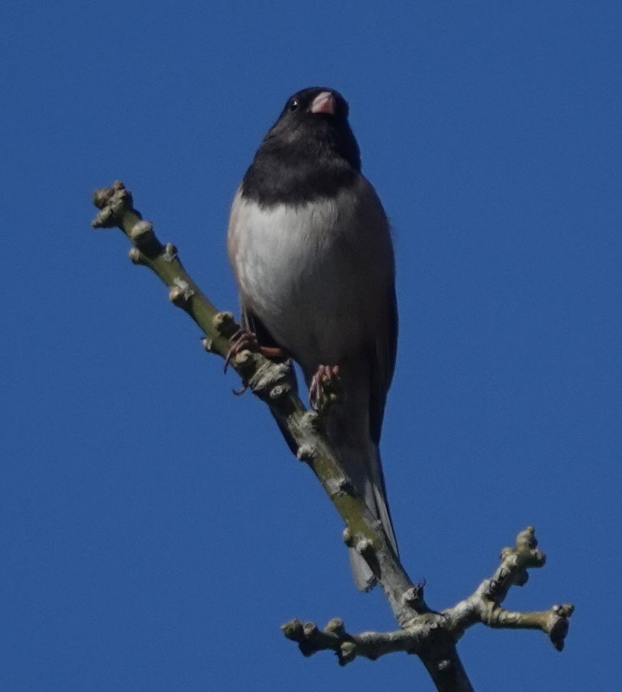 Junco Ojioscuro (grupo oreganus) - ML614712556