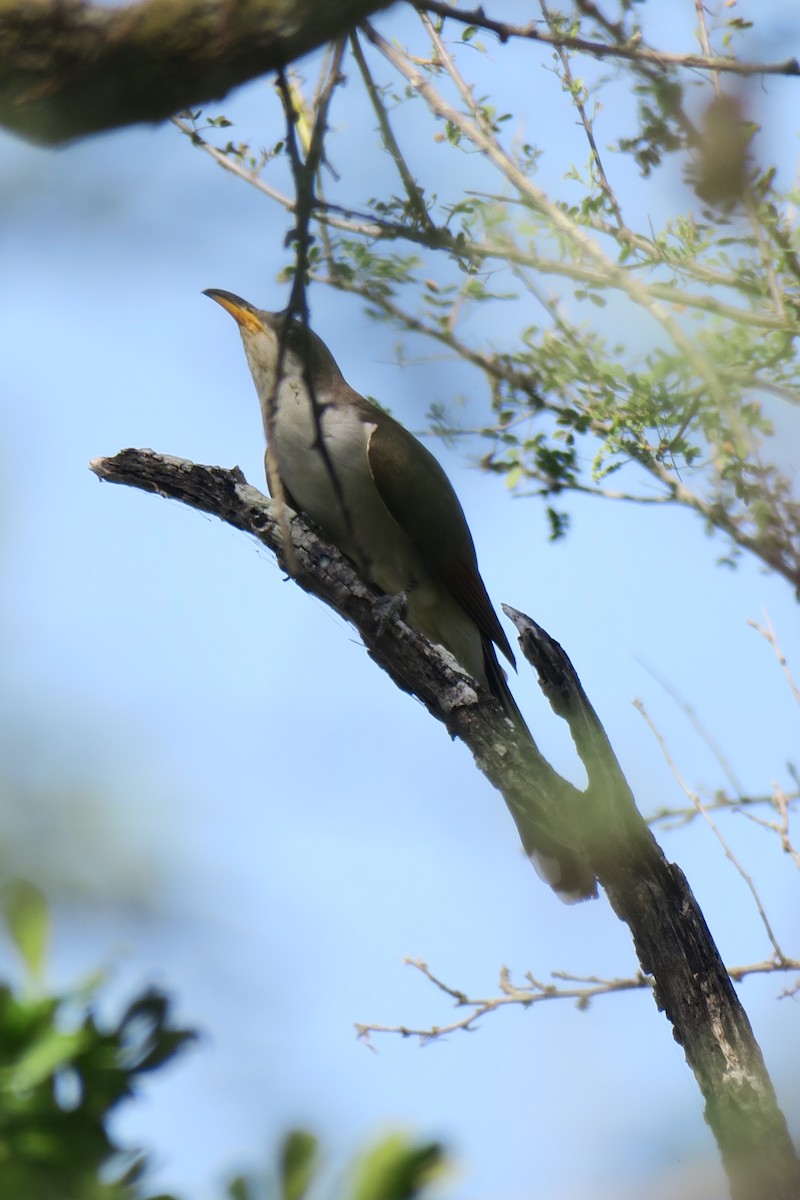 Yellow-billed Cuckoo - Rishi Palit
