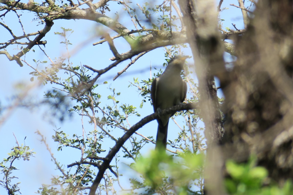 Yellow-billed Cuckoo - Rishi Palit