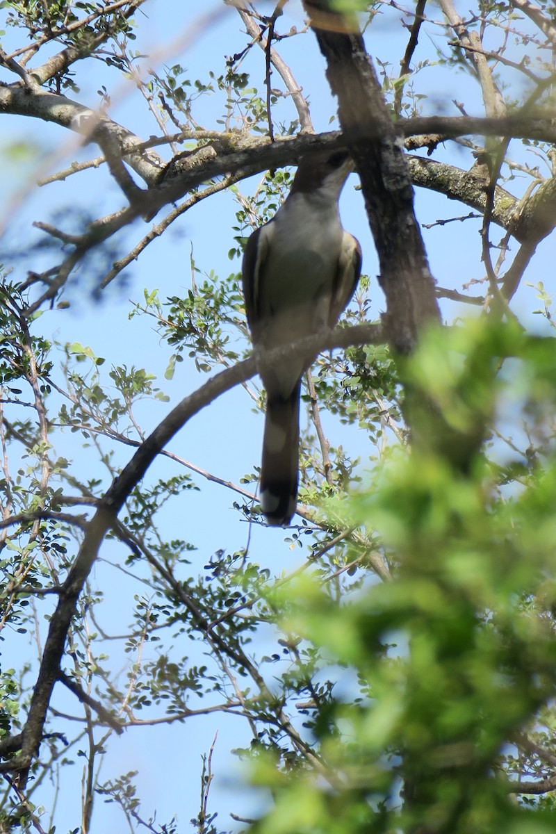 Yellow-billed Cuckoo - Rishi Palit