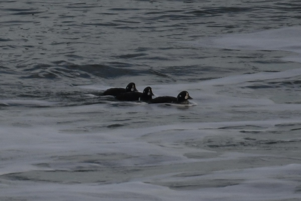 Harlequin Duck - ML614712671