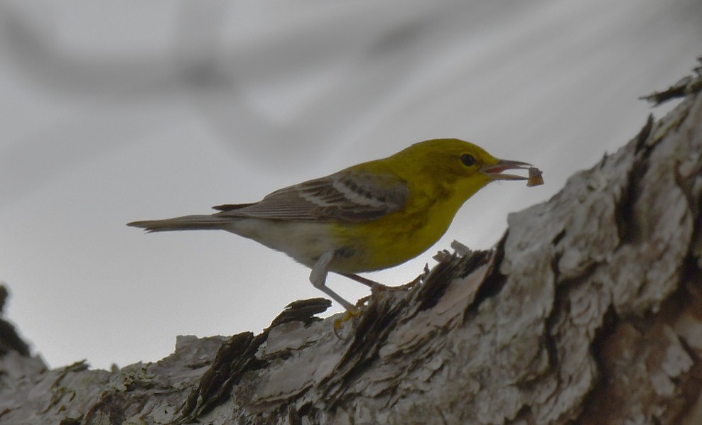 Pine Warbler - ML614712717