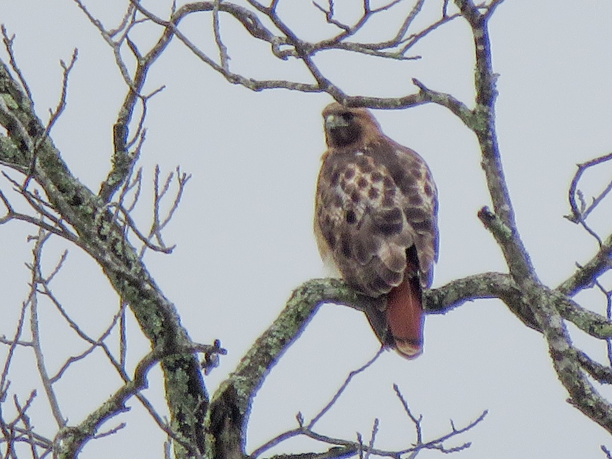 Red-tailed Hawk - ML614712726