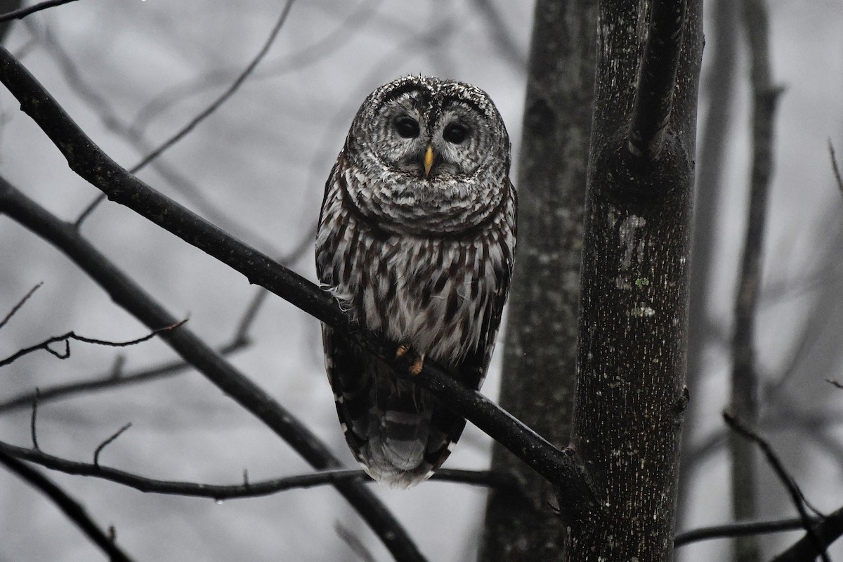 Barred Owl - Chris Crowe