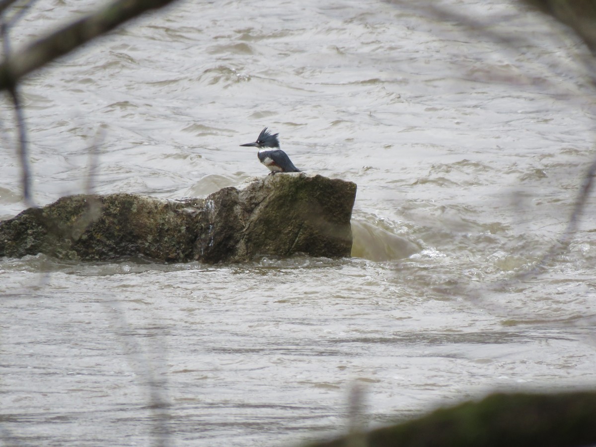 Belted Kingfisher - ML614712739