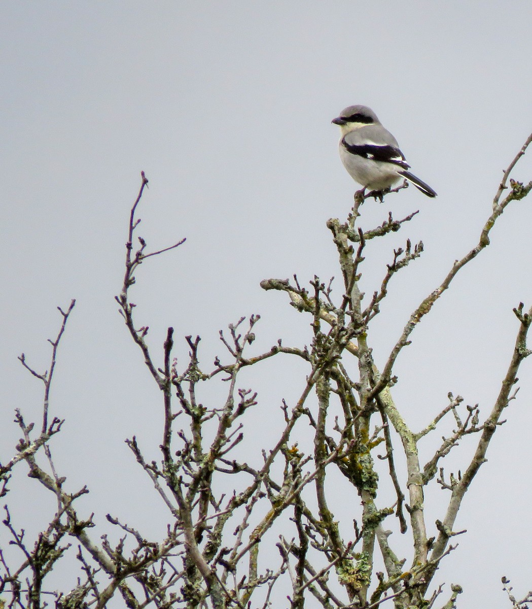 Loggerhead Shrike - ML614712743