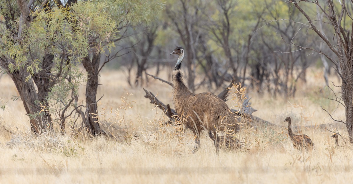 Emu - Ian Davies