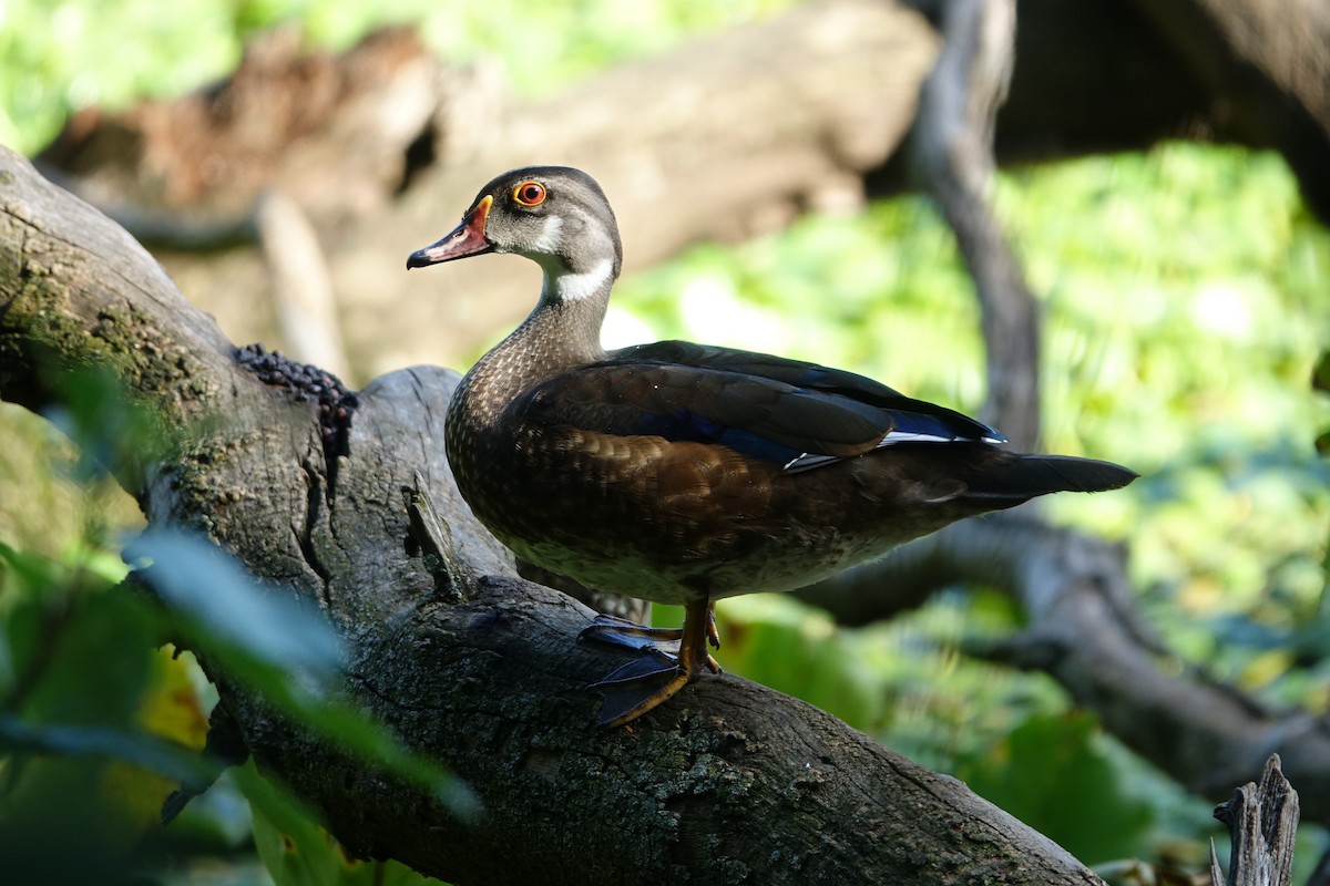 Wood Duck - ML614712821