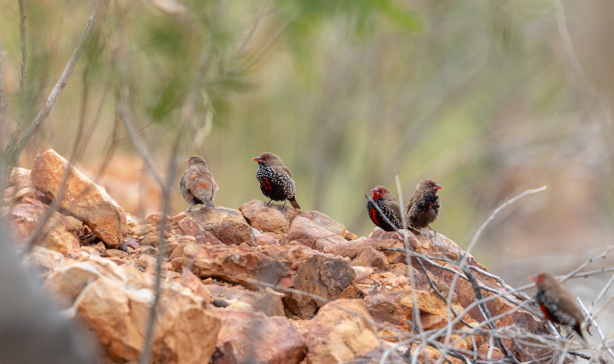 Painted Firetail - Ian Davies