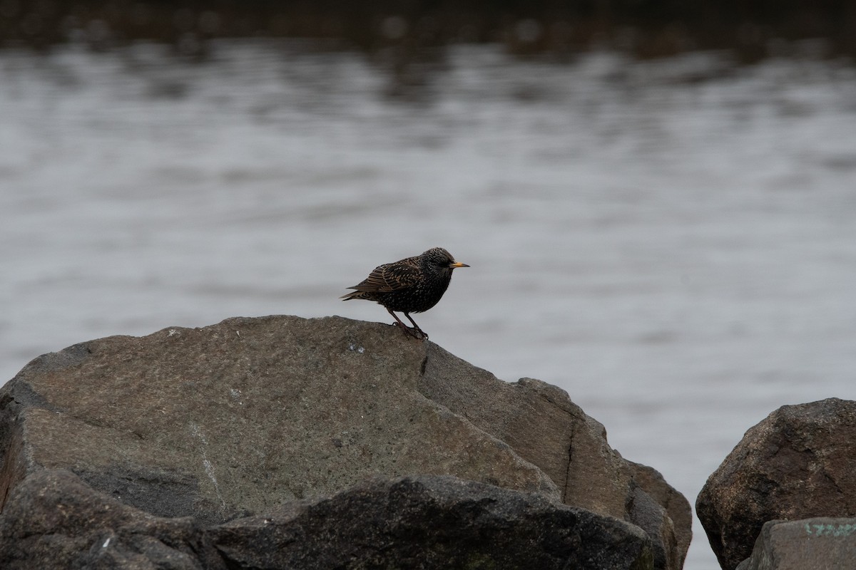 European Starling - ML614712843