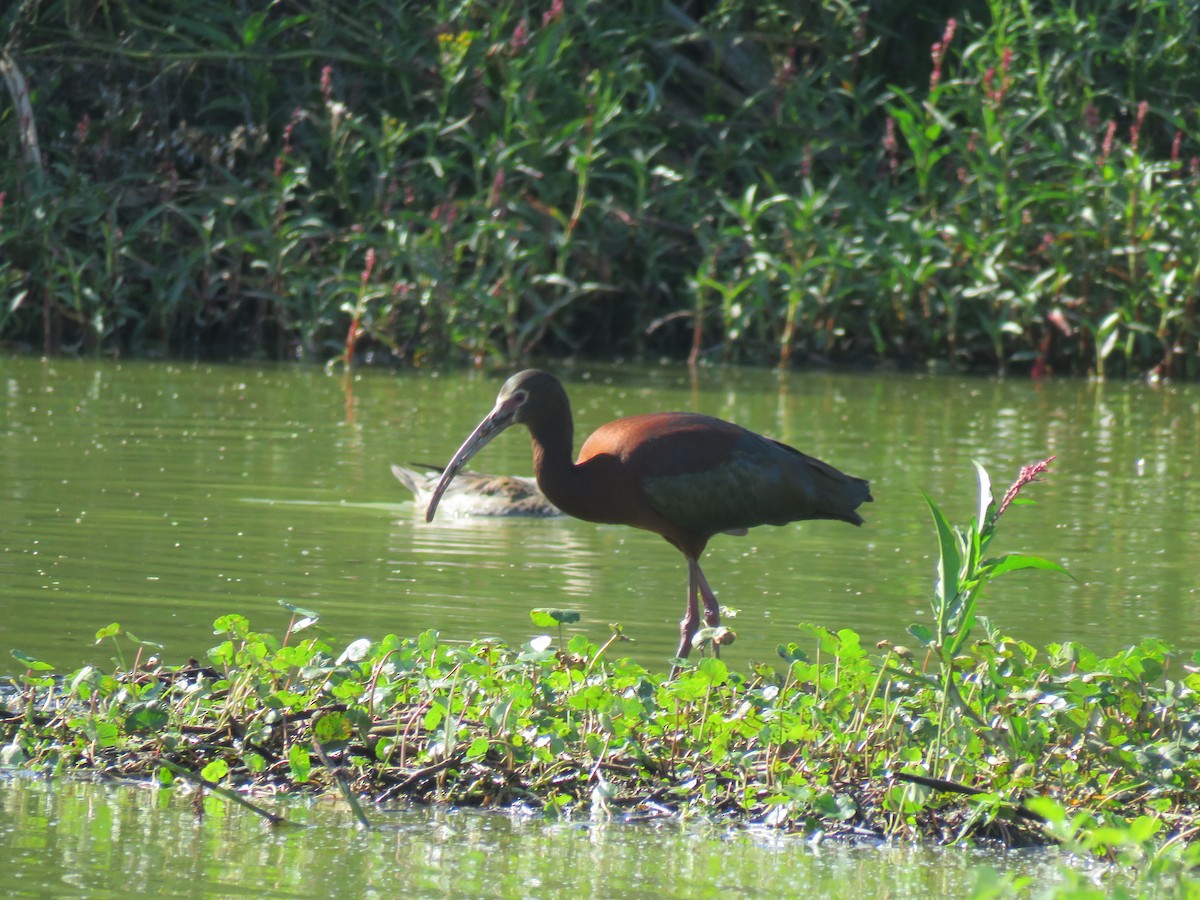 White-faced Ibis - ML614712844