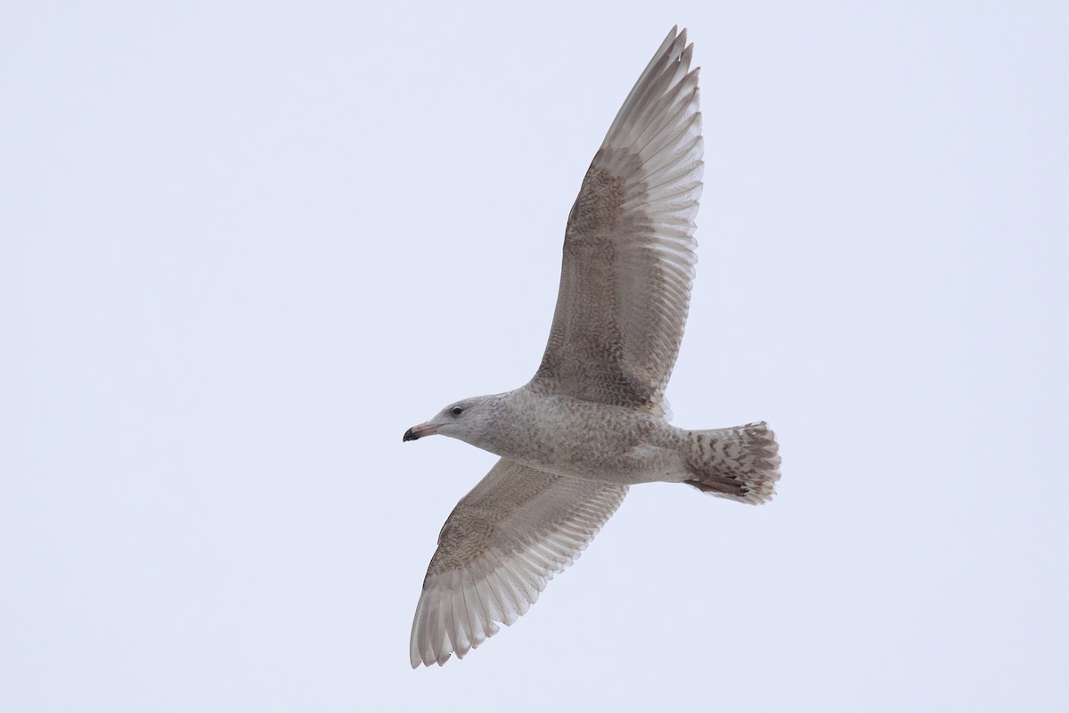 Herring x Glaucous Gull (hybrid) - Owen Strickland