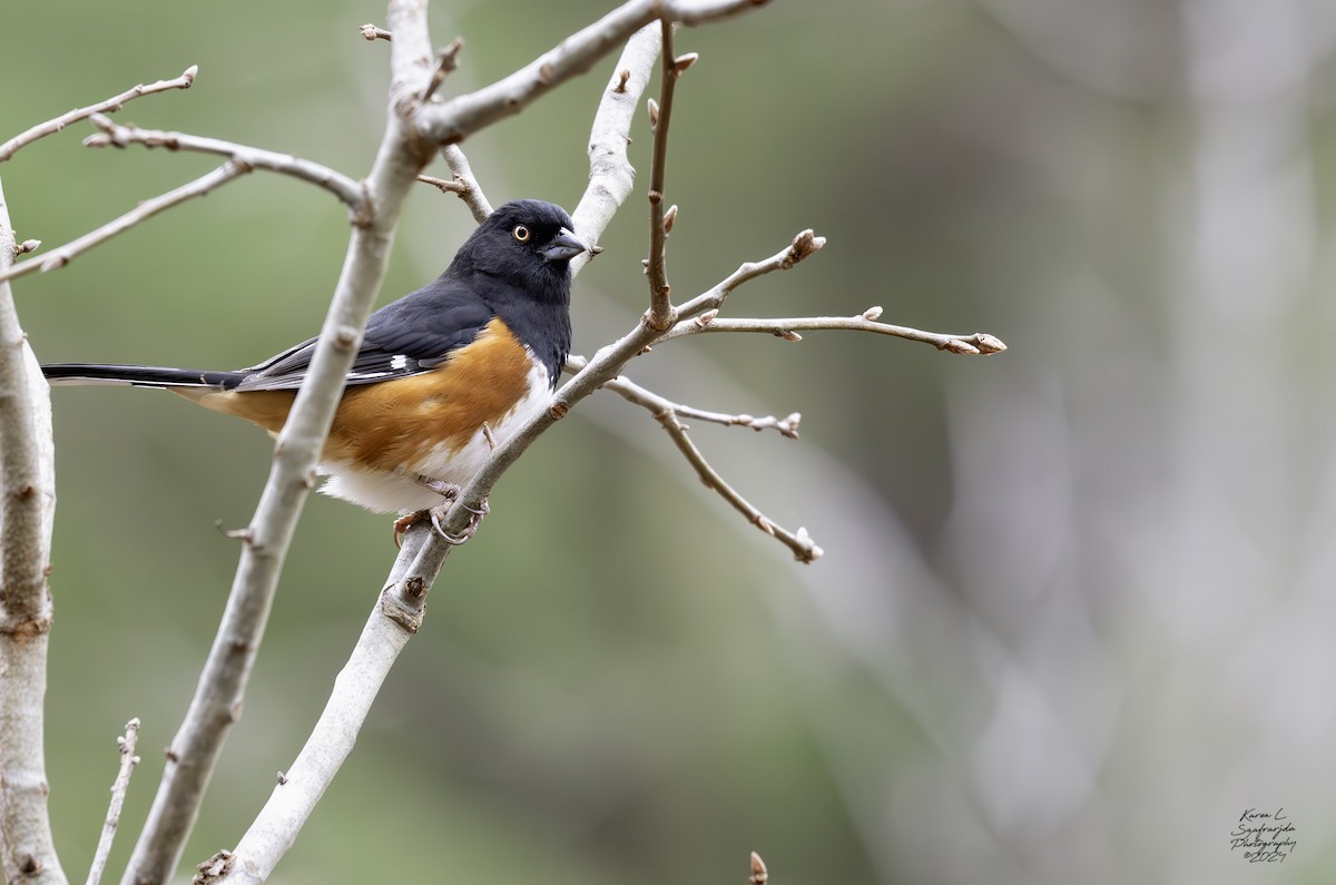 Eastern Towhee - ML614712849