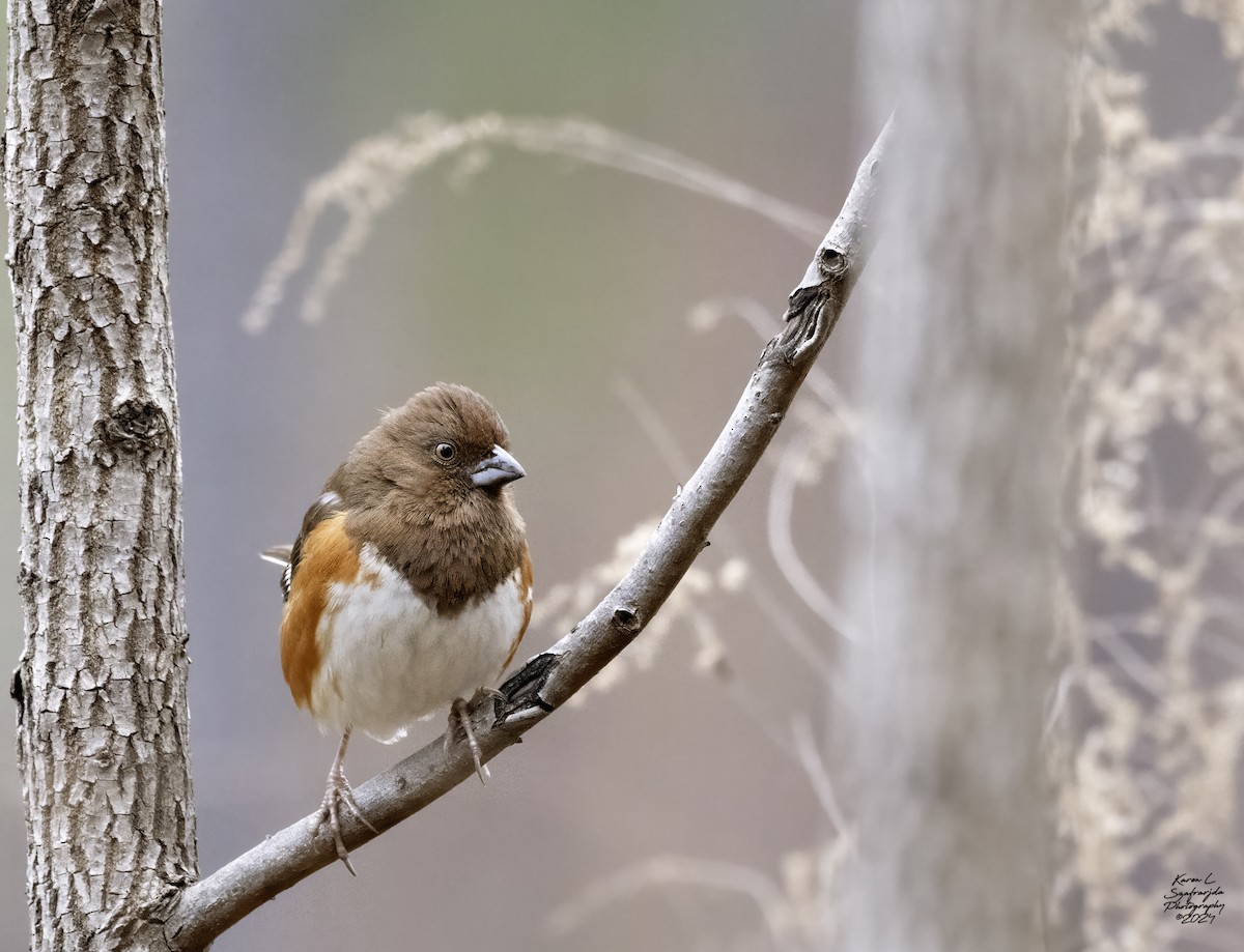 Eastern Towhee - ML614712850
