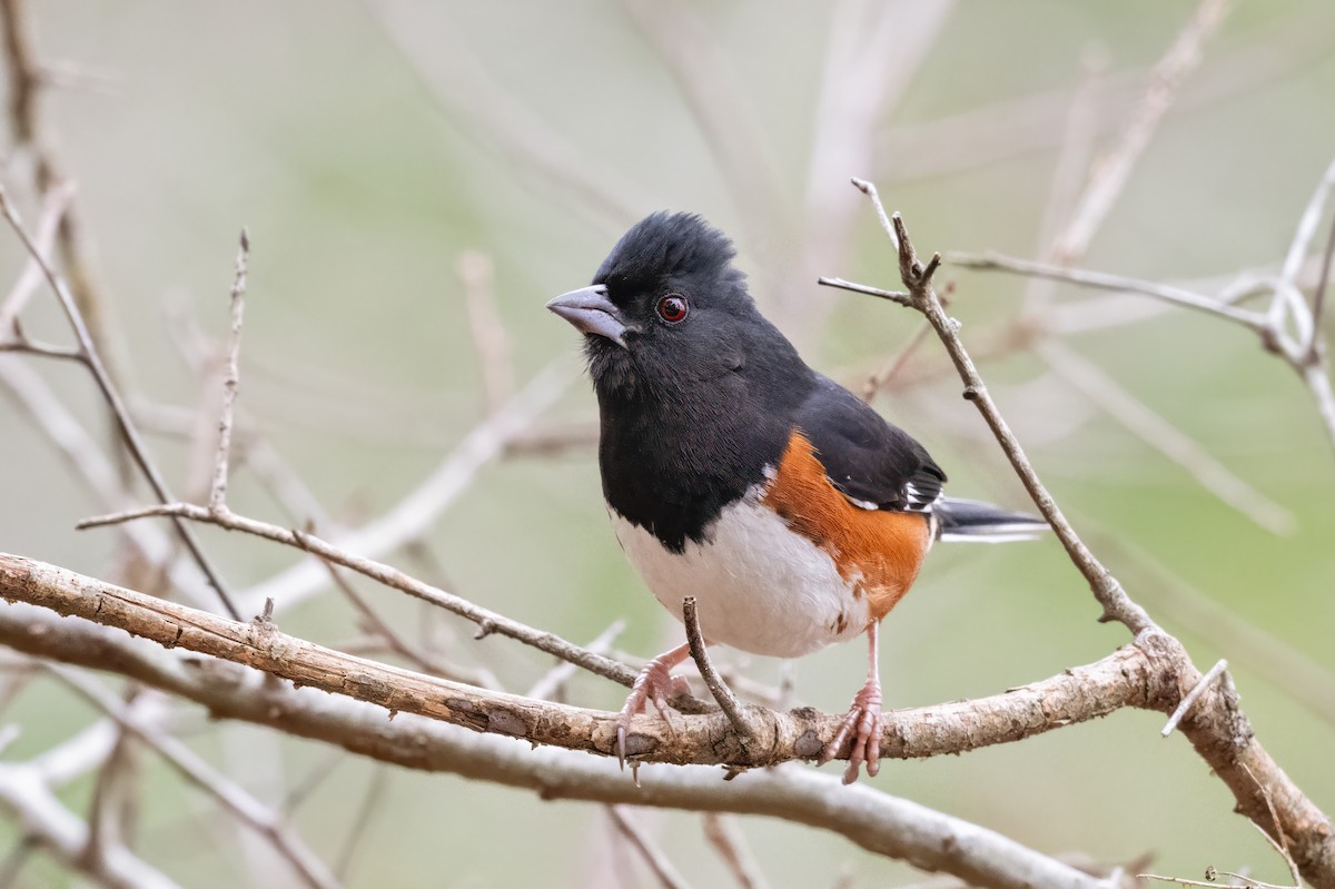 Eastern Towhee - ML614712851