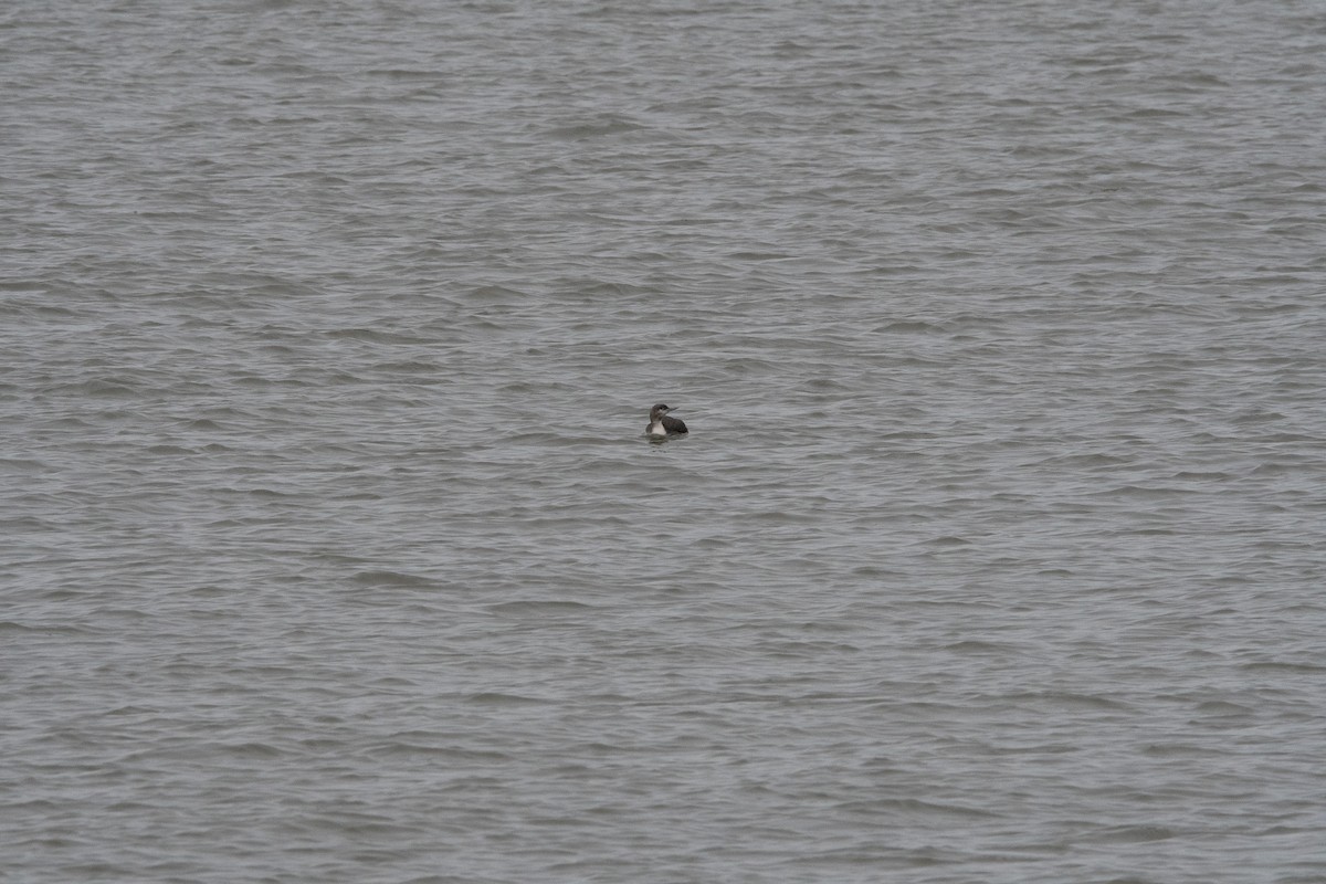 Red-throated Loon - ML614712865