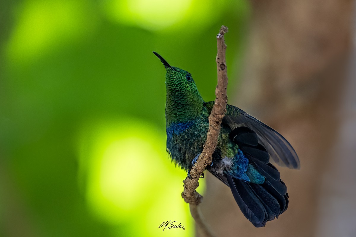 Green-throated Carib - Manuel Seda