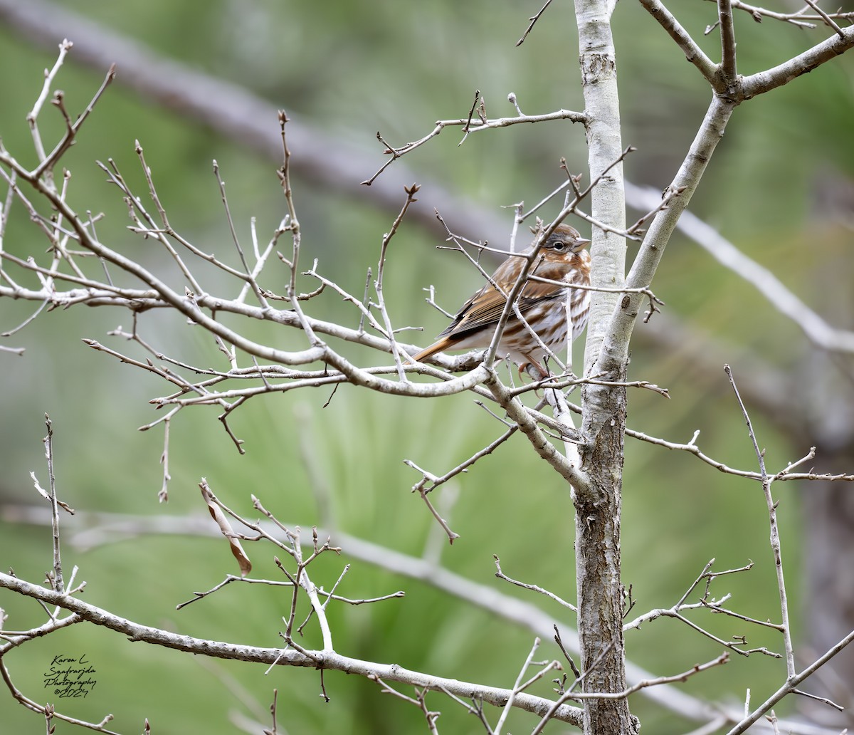 Fox Sparrow - ML614712912