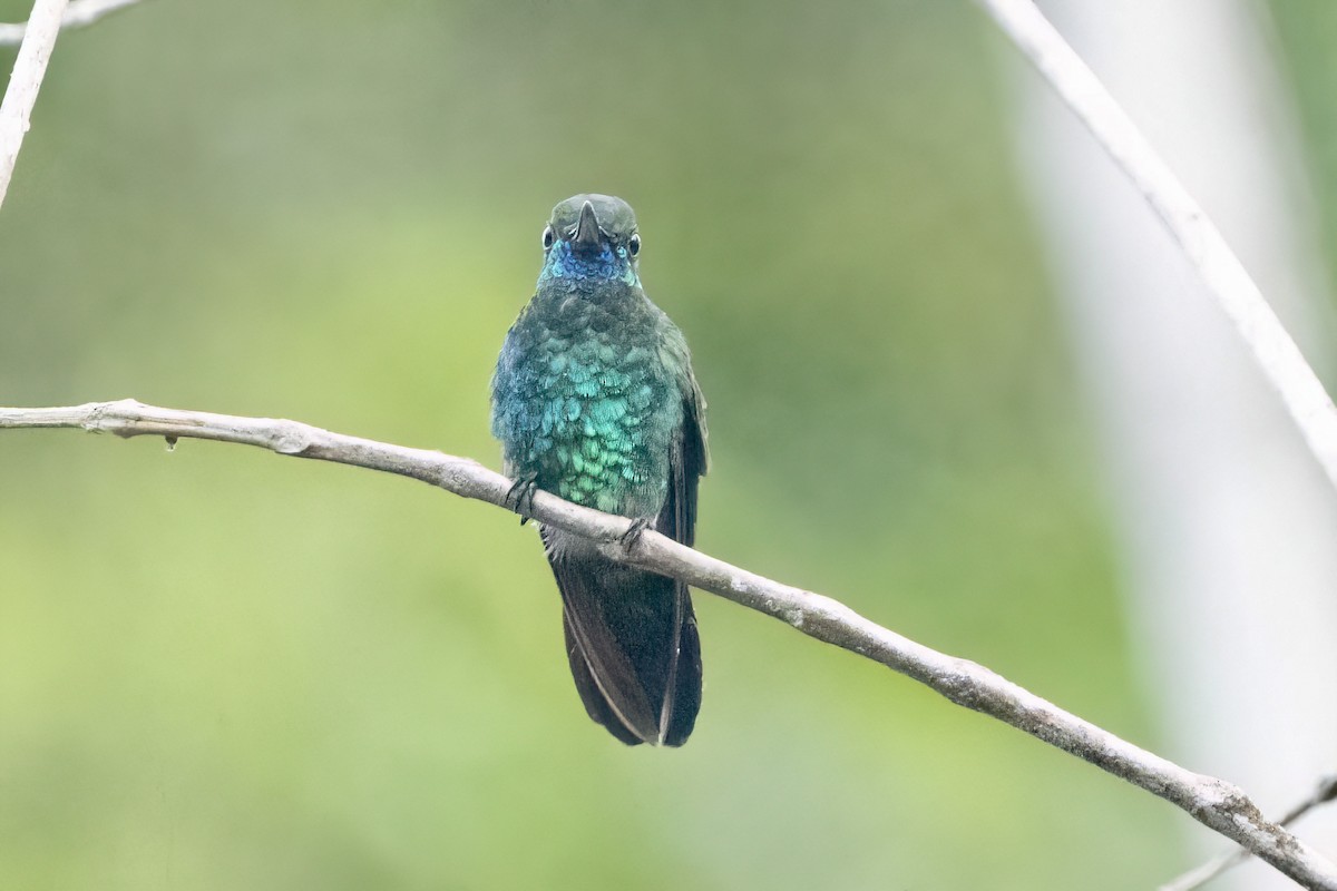 kolibřík modrobradý - ML614712914