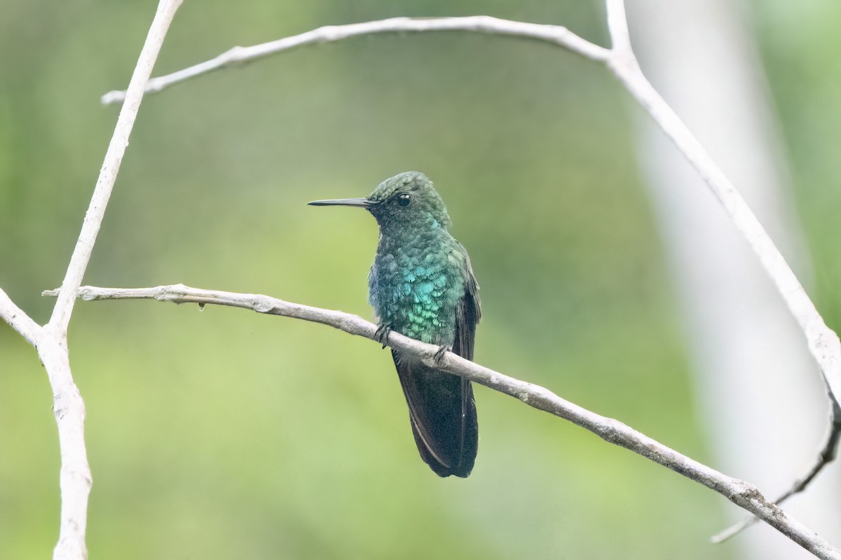 kolibřík modrobradý - ML614712915