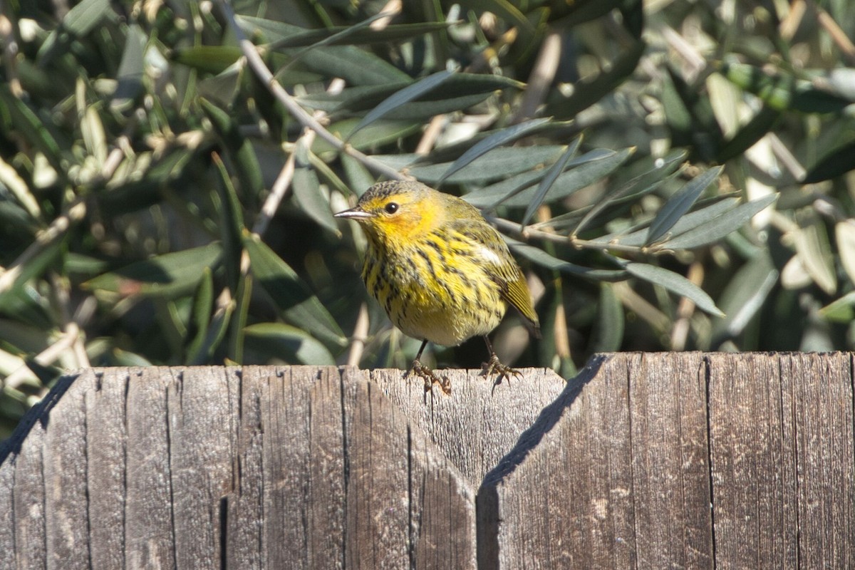 Cape May Warbler - ML614712928