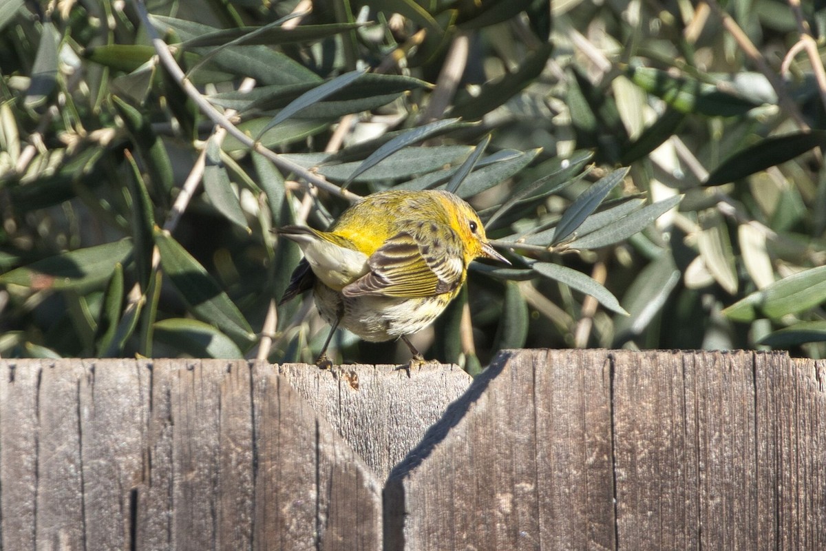 Cape May Warbler - ML614712929