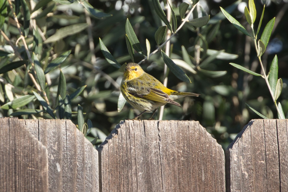Cape May Warbler - ML614712930