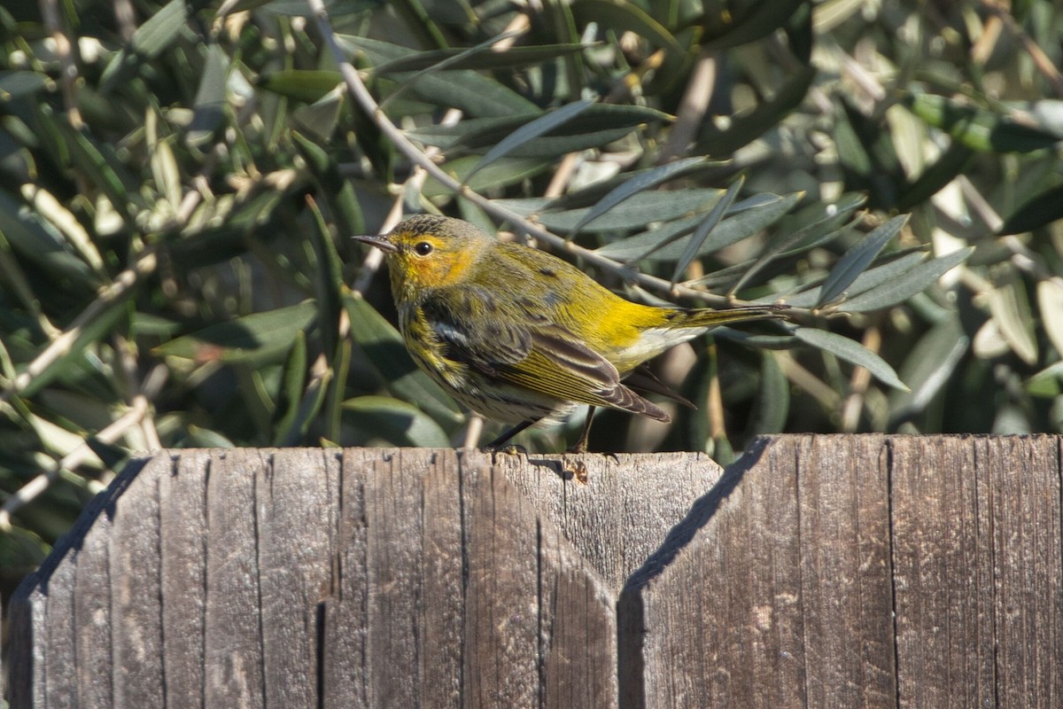 Cape May Warbler - ML614712931