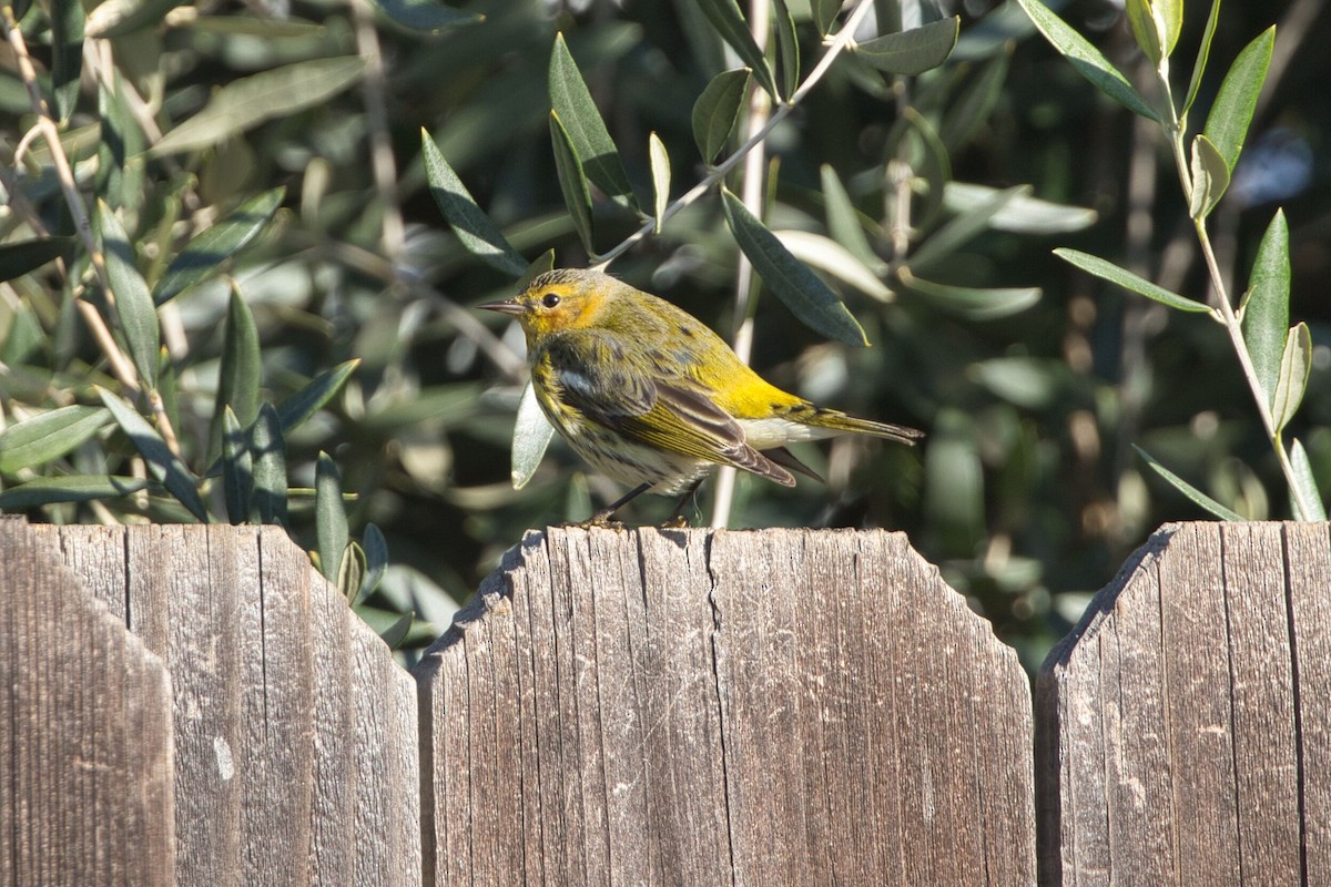 Cape May Warbler - ML614712932