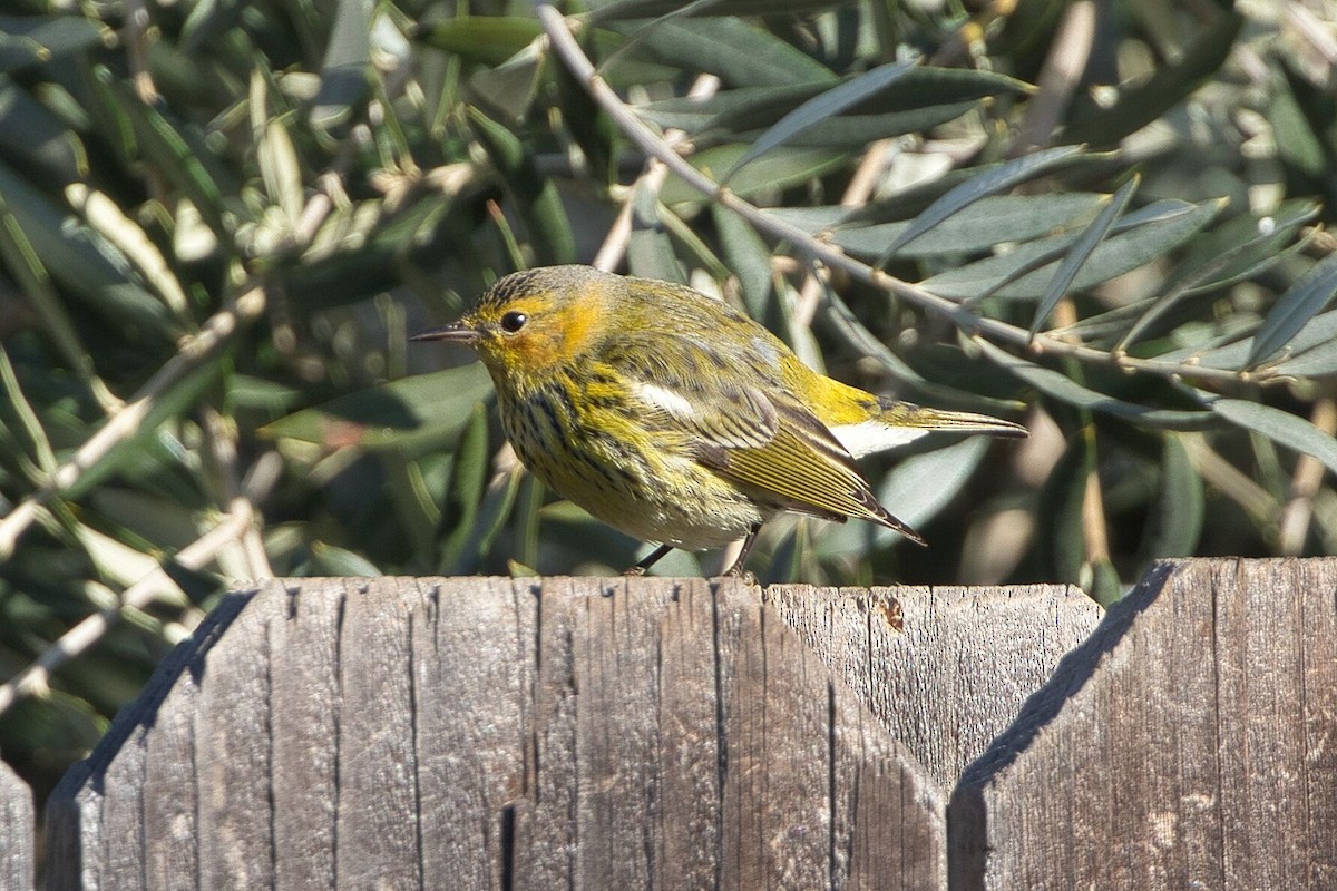 Cape May Warbler - ML614712933