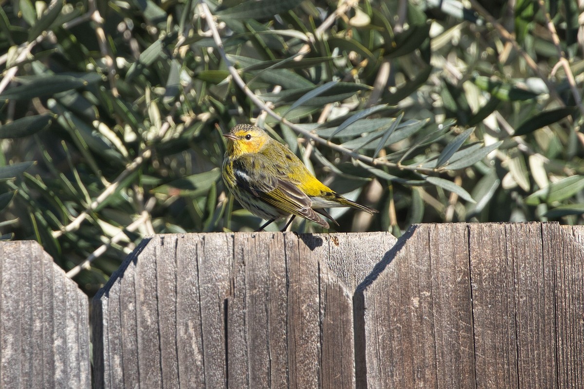 Cape May Warbler - ML614712934