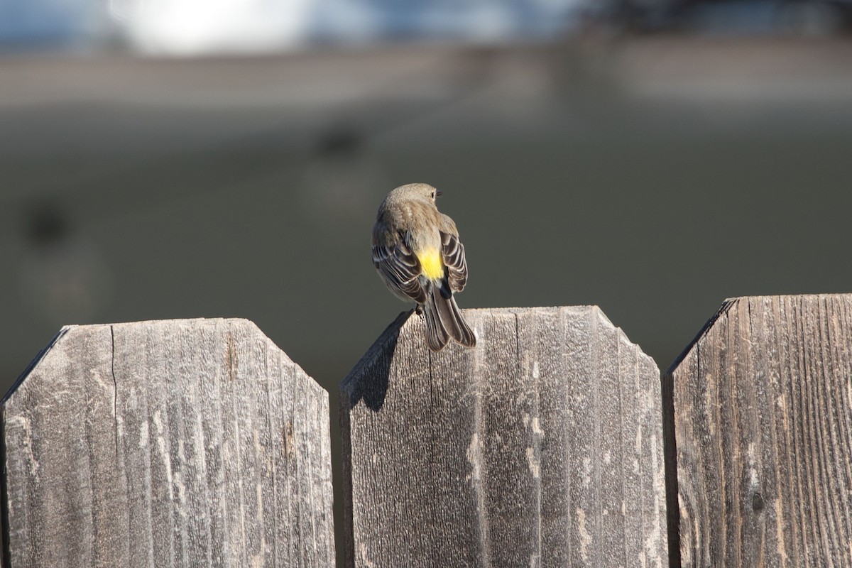 Yellow-rumped Warbler (Audubon's) - ML614712944