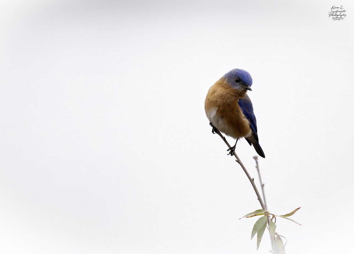 Eastern Bluebird - ML614713003