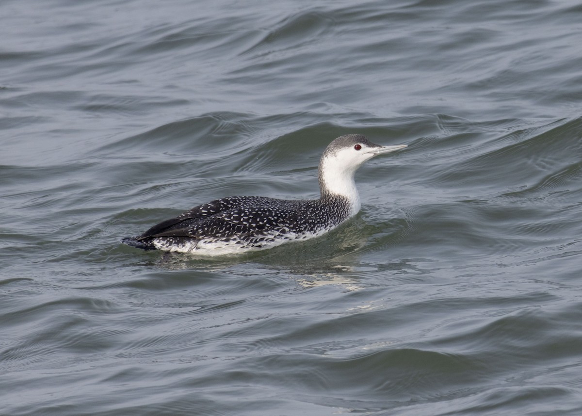 Red-throated Loon - ML614713011