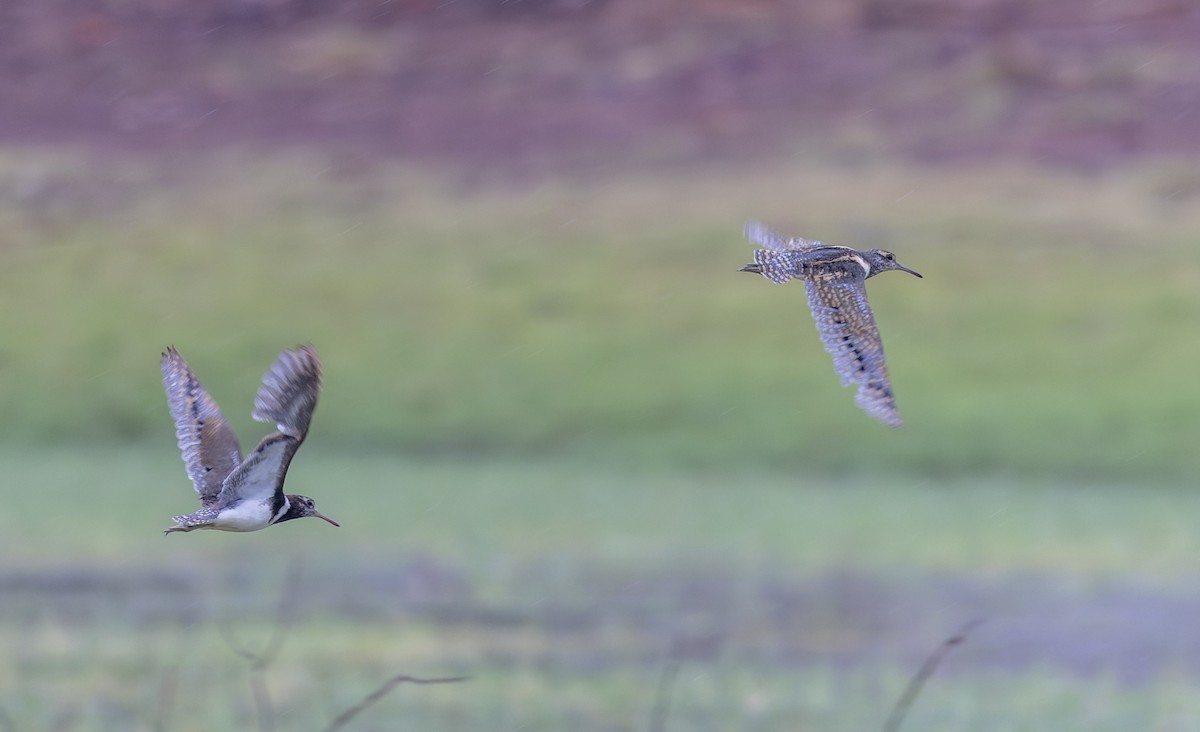 Australian Painted-Snipe - ML614713037