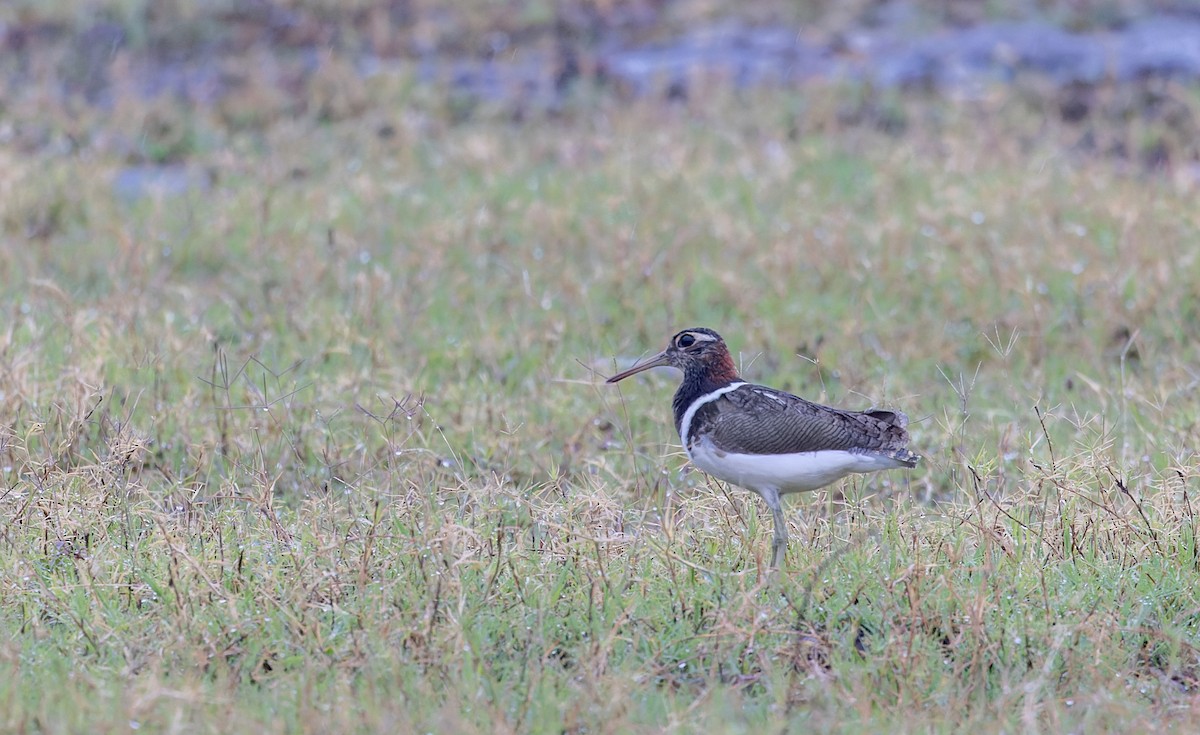 Australian Painted-Snipe - ML614713039