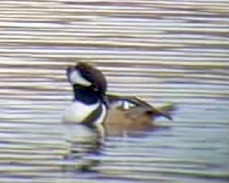 Hooded Merganser - ML614713048