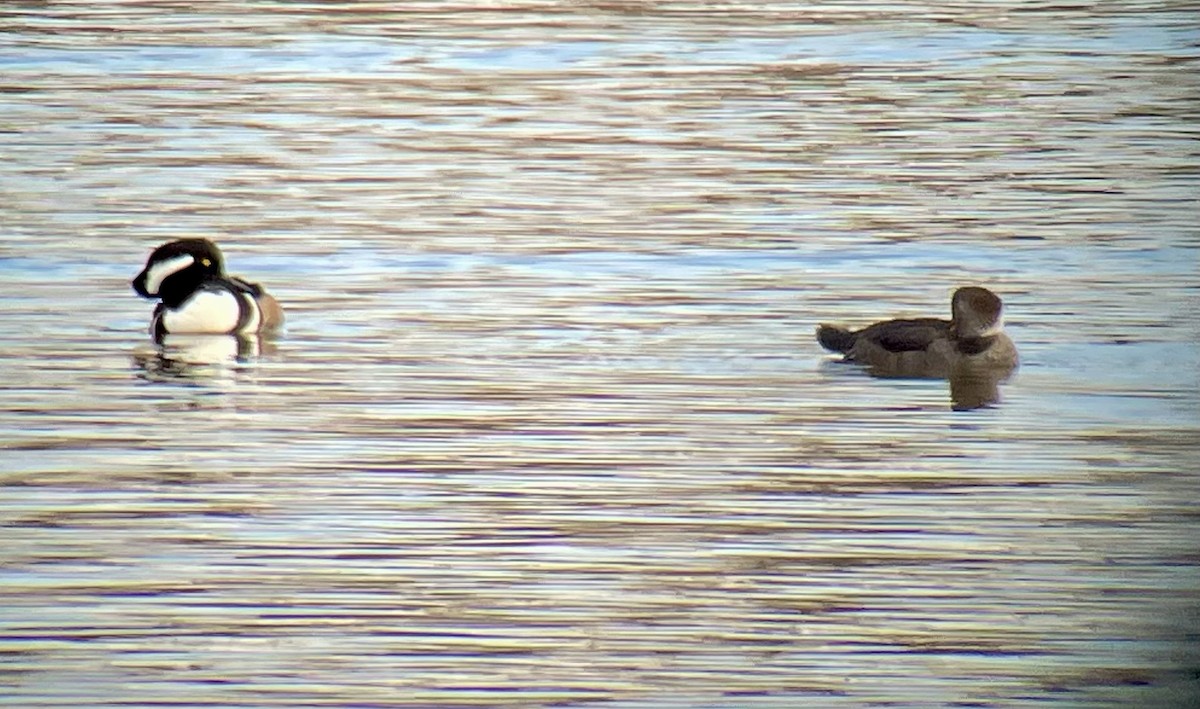 Hooded Merganser - ML614713049