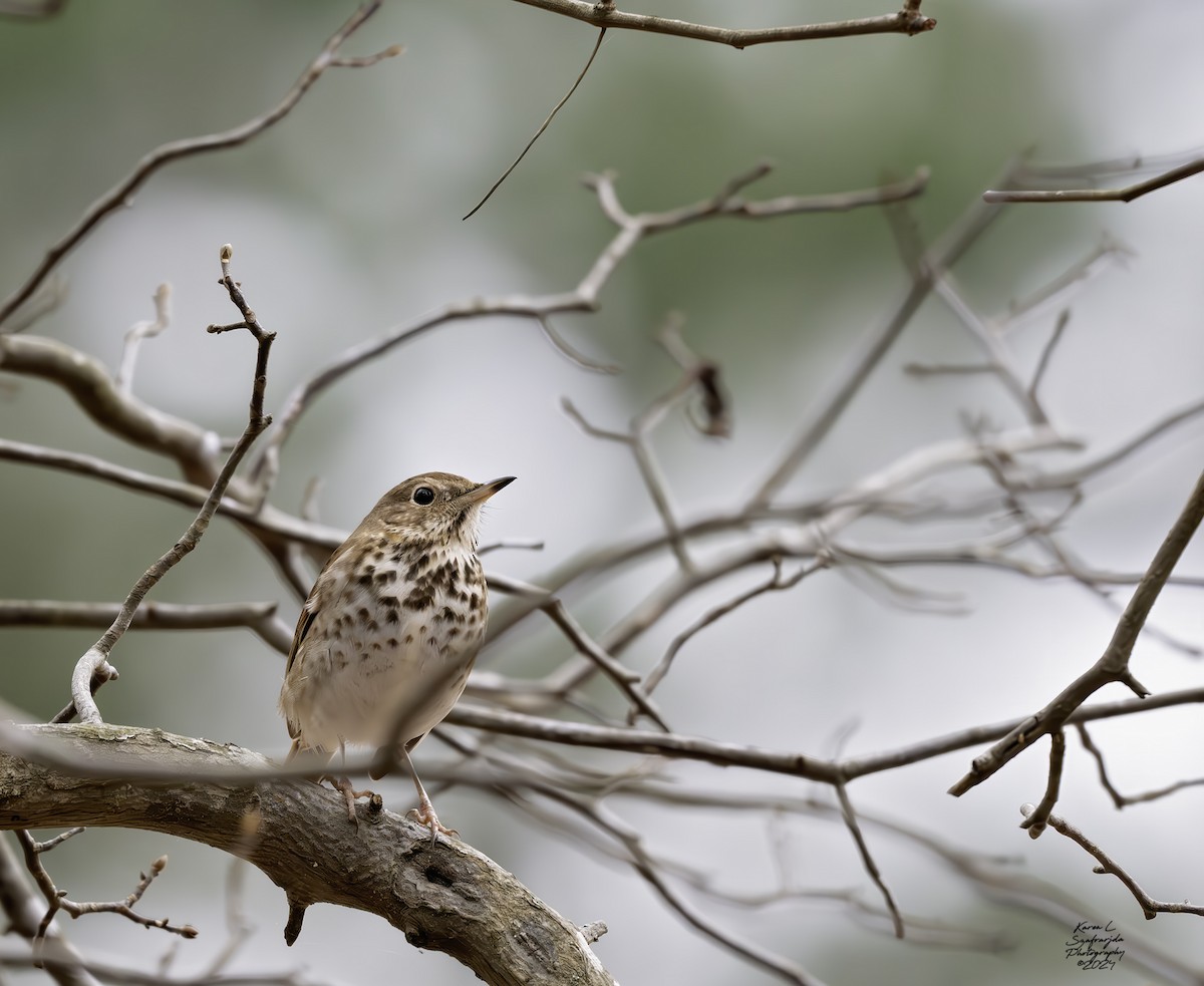 Hermit Thrush - ML614713053