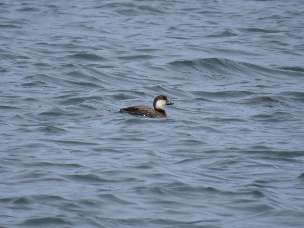 Black Scoter - Josh Snead