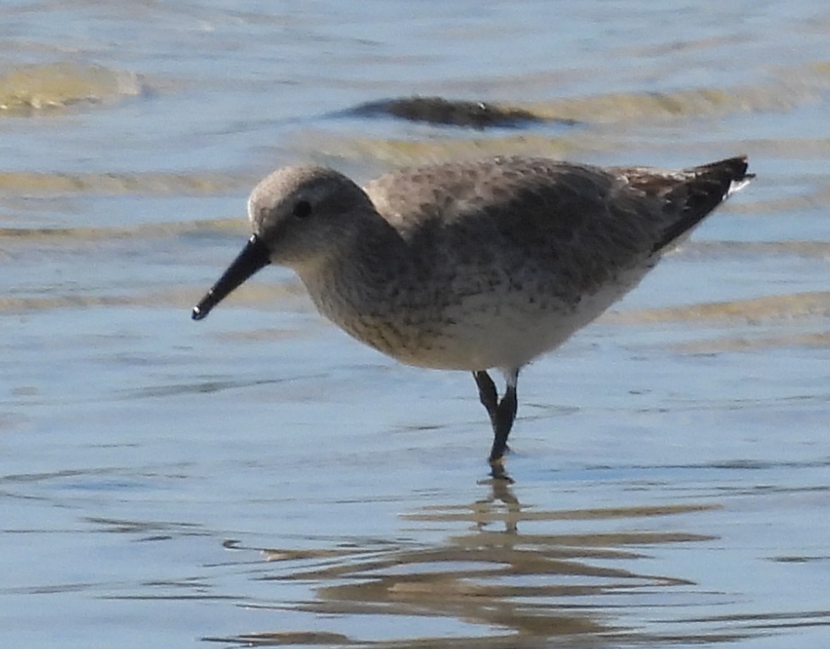 Red Knot - ML614713201