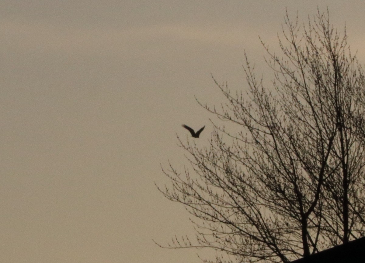 Turkey Vulture - ML614713217