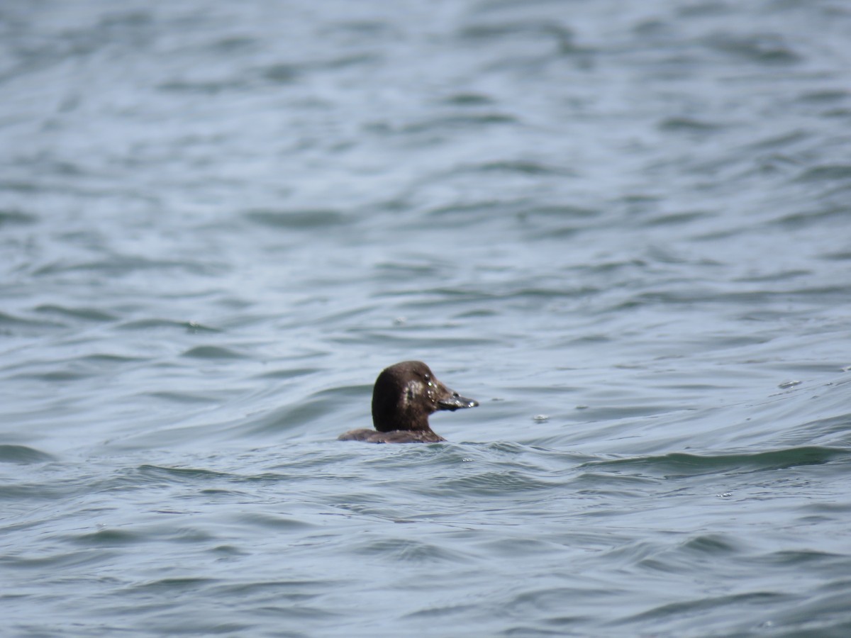 White-winged Scoter - ML614713263